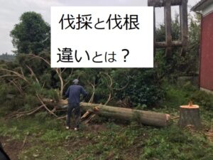 伐採と伐根の違い