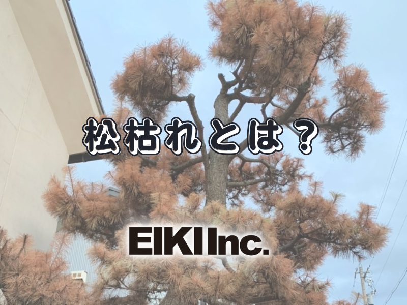 富山市の解体工事屋EIKI Inc.　松の木伐採
