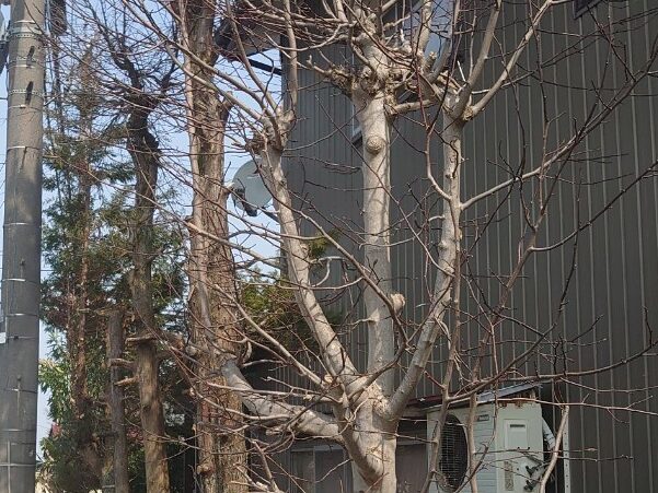 富山市の解体工事屋EIKI Inc. 根元からの立ち木伐採