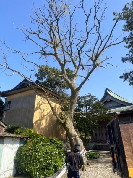 神社の樹木