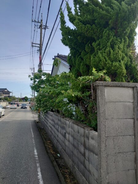 歩道にはみ出した植栽１