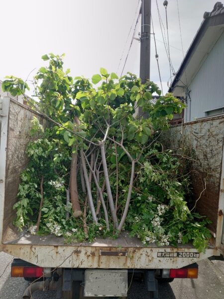 伐採した植栽を収集運搬